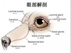 狗狗眼里常含淚水，是為愛感動(dòng)嗎？