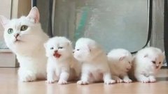 貓咪一生要經歷的六個階段，你家貓處于哪個時期？