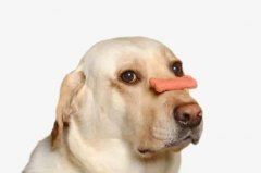 狗狗不愛吃飯的八大原因都在這里了！