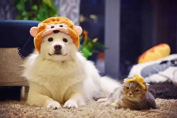 過年啦，家里的貓貓狗狗你是怎么安排的呢？快來看看
