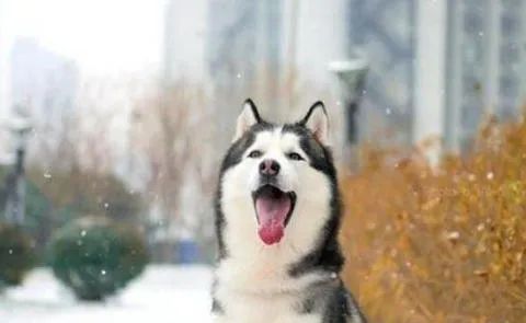 狗狗愛叫怎么辦？這六招，教給你