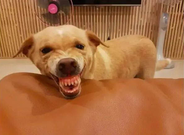 如果你家的狗狗出現以下行為，說明狗狗對你有意見了