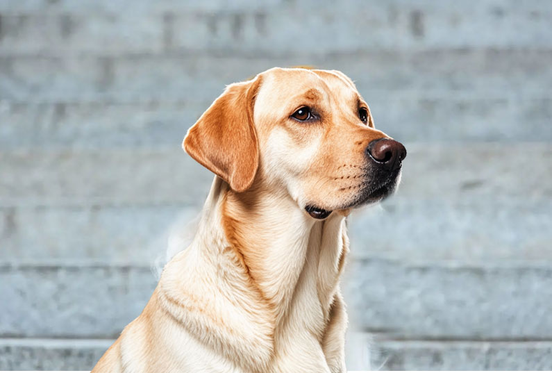 拉布拉多犬好養嗎？看完它的優缺點你就知道了